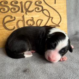 Taco - Black tri-color male Australian Shepherd puppy in Tuftonboro, New Hampshire from Aussies Edge Farm