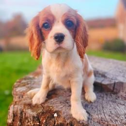 Providence - Blenheim female Cavalier King Charles Spaniel puppy in Watsontown, Pennsylvania from Huntsman Cavaliers