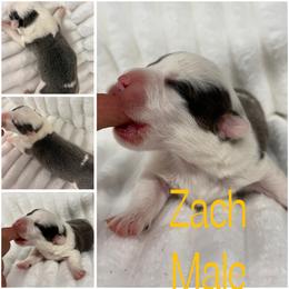 Zach - Gray and white male American Corgi puppy in Hico, Texas from Chisholm Trail Kennels