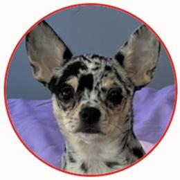 Moonie - Chihuahua