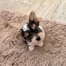 Noah - Parti male Yorkshire Terrier puppy in Navarre, Florida from KAYY services