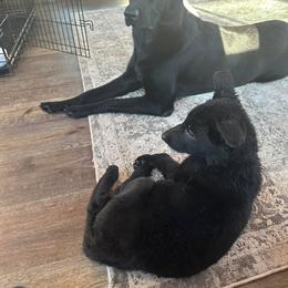 Dachshund and German Shepherd Puppies from Illyria Dox & GSD