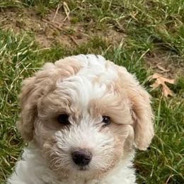 Bernedoodle Puppies from Natchez Trace Doodles