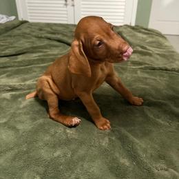 Brown - Golden rust male Vizsla puppy in Miami, Florida from George's Vizslas