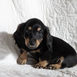 Muninn 3200 - Black and cream male Dachshund puppy in Crystal, Michigan from Mare-bella Dachshunds