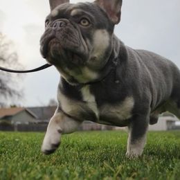 French Bulldog puppies from The Frenchie Lounge