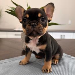 Chocolate-Tan - Liver female French Bulldog puppy in Smithfield, North Carolina from Roughneck Frenchies