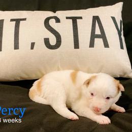 Percy - Red and white male Pomsky puppy in Winston, Oregon from Arctic Tails Spitz