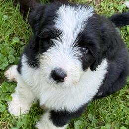 Duncan - Black and white male Aussiedoodle puppy in Churchville, New York from Bluebird Family Farm