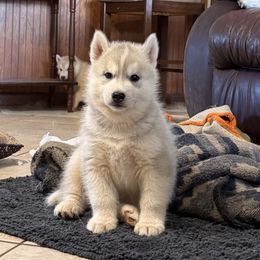 Boy 4 - Gray and white male Siberian Husky puppy in Loudon, Tennessee from Kristari Siberians