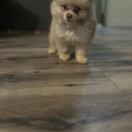 O'Siris - Chocolate merle male Pomeranian puppy in Silver Springs, Florida from Gigi’s Pocket Poms