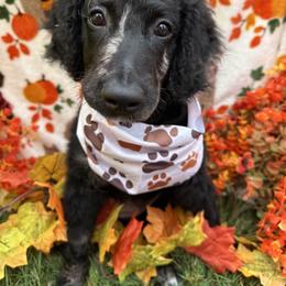 Ivy - Merle female Goldendoodle puppy in Benson, North Carolina from Yvonne❤️Goldendoodles