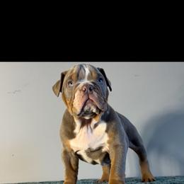 Bulldog puppies from Happy Place Kennels