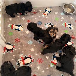 Yorkshire Terrier Puppies from Tails of Joy MA