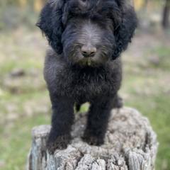 Aussiedoodle, Poodle, and Saint Berdoodle Puppies from Remington Kennels, LLC