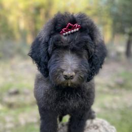 Aussiedoodle, Poodle, and Saint Berdoodle Puppies from Remington Kennels, LLC