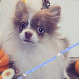 Lavender Tri - puppy ugly stage - Lavender and tan parti male Pomeranian puppy in Albany, Oregon from Purrs N Poms