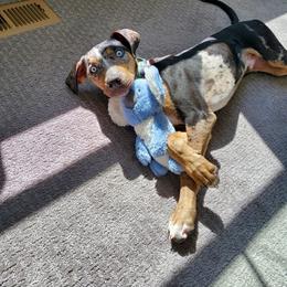 Catahoula Leopard Dog Puppies from ZM Catahoulas