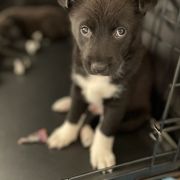 Canaan Dogs from Little Relics
