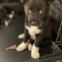 Canaan Dogs from Little Relics