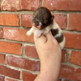 Jo - Chocolate parti female Pomeranian puppy in Inola, Oklahoma from My Bella’s Pomeranians