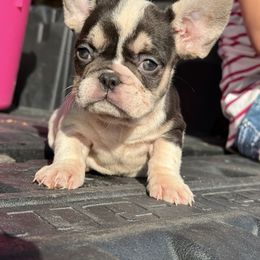 Panda baby - Liver female French Bulldog puppy in Brooksville, Florida from Post Farm Rottweilers & French Bulldogs