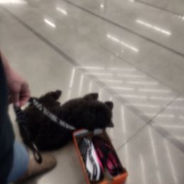 Havanese and Poodle All Grown Up from Curly Que Standard Poodles and Havanese