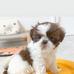 Shih Tzu Puppies from Arizona Sunrise Shih Tzus