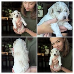 Black collar boy - Black male Whoodle puppy in Kalispell, Montana from Countryman Whoodles