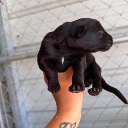 Boy 3 - Black male German Shepherd puppy in Saluda, South Carolina from Ray Ranch, LLC
