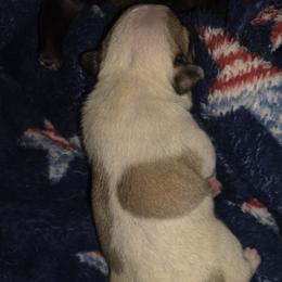 French Bulldog Puppies from Luna's little pumpkins