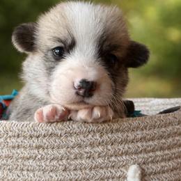 Scone - Red Boy - Red male Pembroke Welsh Corgi puppy in Griffin, Georgia from Rollnoaks & Cottontail AKC Pembroke Welsh Corgis