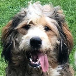 Boomer - Bernedoodle