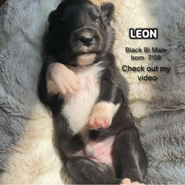 Leon - Black & white male Australian Shepherd puppy in Bethany, Connecticut from Wynter Thyme Manor Australian shepherds