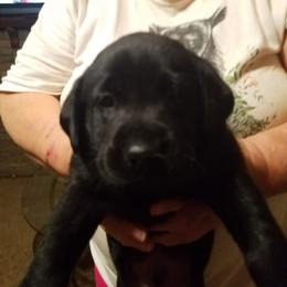 Boy 2 - Black male Labrador Retriever puppy in Philadelphia, Mississippi from Pearl River Retrivers