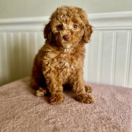 Cheerios - Red  male Goldendoodle puppy in Taylorsville, North Carolina from Heartfelt Doodles