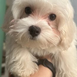 Teo - Cream male Maltipoo puppy in Chattanooga, Tennessee from Joy-fur puppies