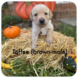 Labrador Retriever Puppies from Spring Water Labs of the Carolinas