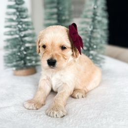 Crayola - Apricot female Goldendoodle puppy in Sterling, Illinois from Charley's Goldendoodles