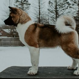 Akita Puppies from Gallant Akitas