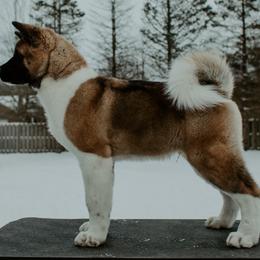 Akita Puppies from Gallant Akitas