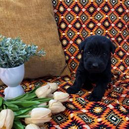 Girl - Black female Giant Schnauzer puppy in Many, Louisiana from Toledo Bend Giants Vom Zitronen
