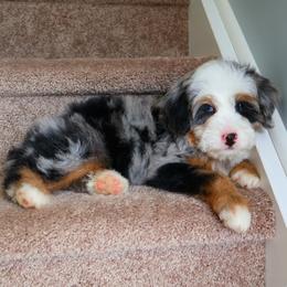 Jagger - Blue merle male Bernedoodle puppy in Floyd, Virginia from Hearts and Paws Poodles and Doodles