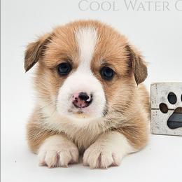 Wafer - Red male Pembroke Welsh Corgi puppy in Kiowa, Colorado from Cool Water Corgis LLC