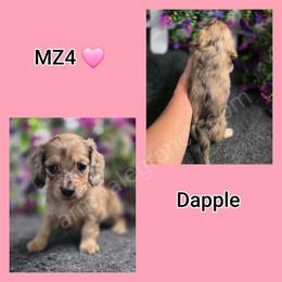 Mz4 - Dapple female Dachshund puppy in Jacksonville, Texas from ArmnalegRanch LLC
