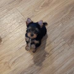 Green collar - Blue and gold female Yorkshire Terrier puppy in Dunedin, Florida from Cantlon Yorkshire Terriers