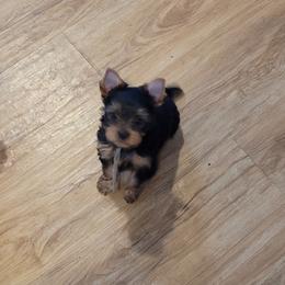 Green collar - Blue and gold female Yorkshire Terrier puppy in Dunedin, Florida from Cantlon Yorkshire Terriers