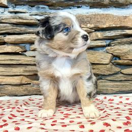 Lyra - Blue merle female Australian Shepherd puppy in Red Springs, North Carolina from Julia Rose Ranch