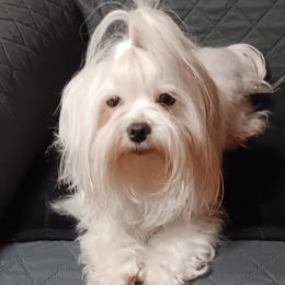 Queenie - Maltese