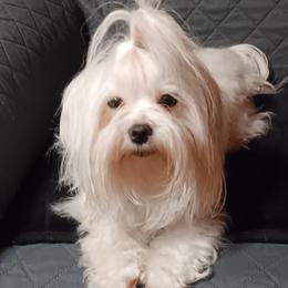 Queenie - Maltese
